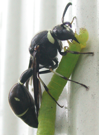 Eumenes fraternus